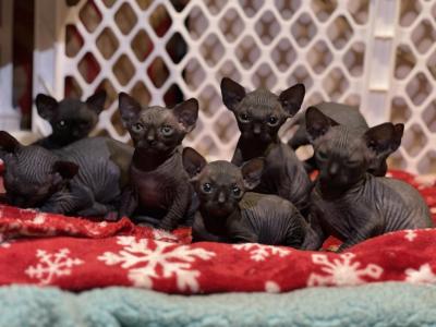 Eve And Furry Litter - Sphynx - Gallery Photo #1