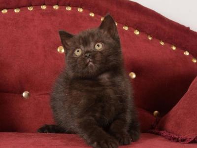 Anthony - British Shorthair - Gallery Photo #1