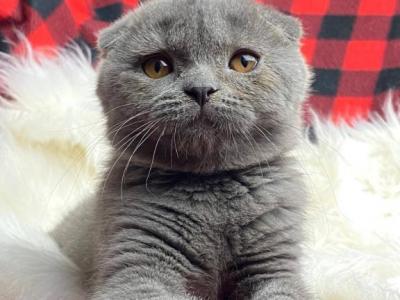 Boston - Scottish Fold - Gallery Photo #1