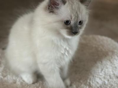 Bella 4 - Ragdoll - Gallery Photo #1