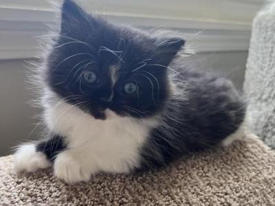 Ragdoll Mix Tuxedo - Ragdoll - Gallery Photo #1