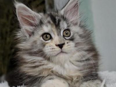 Zhasmin - Maine Coon - Gallery Photo #1