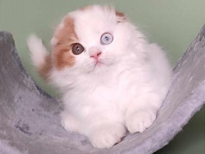 Naum - Scottish Fold - Gallery Photo #1