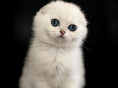 Margo - Scottish Fold - Gallery Photo #1