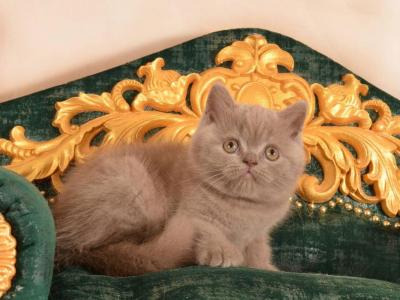 William - British Shorthair - Gallery Photo #1