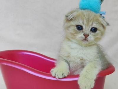 Jasmine - Scottish Fold - Gallery Photo #1