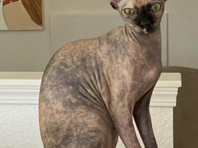 Kalanas Litter - Sphynx - Gallery Photo #1