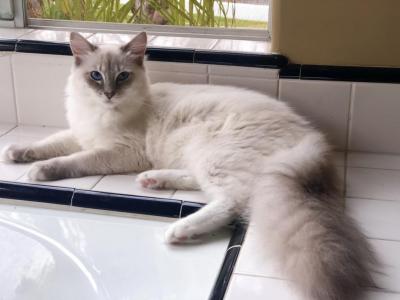 Ragdoll Kitten Pearl - Ragdoll - Gallery Photo #1