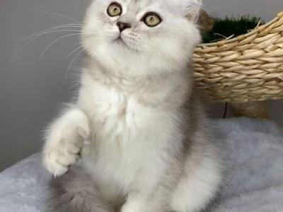 Simba - Scottish Fold - Gallery Photo #1