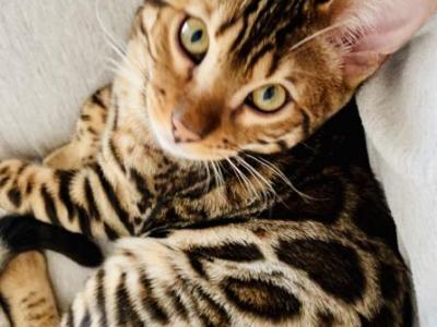 MISO - Bengal - Gallery Photo #1