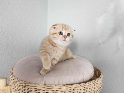 Odarka - Scottish Fold - Gallery Photo #1