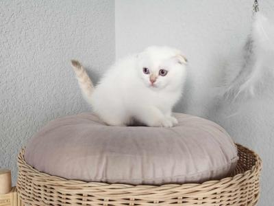 Ocean - Scottish Fold - Gallery Photo #1