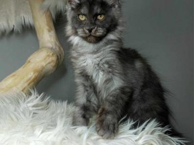 Black Moon - Maine Coon - Gallery Photo #1