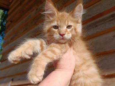 Carrot - Maine Coon - Gallery Photo #1