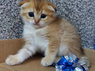 Scottish Fold Boy - Scottish Fold - Gallery Photo #1