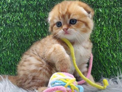 Scottish Fold Baby - Scottish Fold - Gallery Photo #1