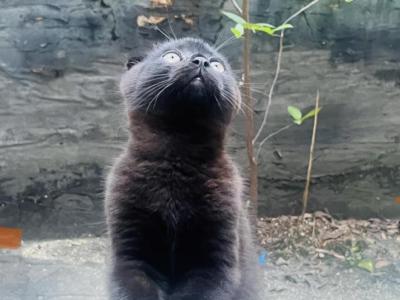 Blake - Scottish Fold - Gallery Photo #1