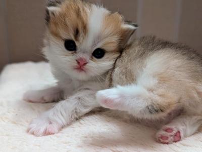 British Longhair Black Golden Bicolor Girl - British Shorthair - Gallery Photo #1