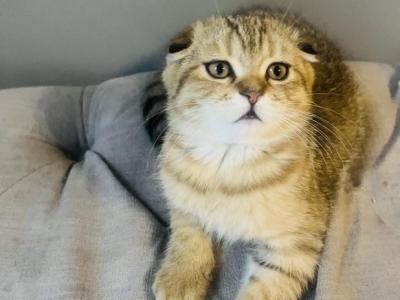 Ricky - Scottish Fold - Gallery Photo #1