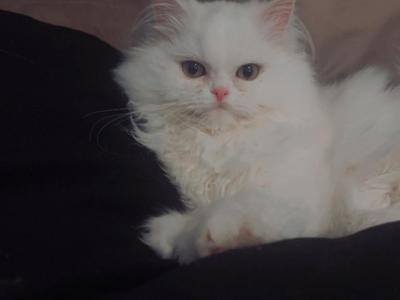 Paprika - Persian - Gallery Photo #1