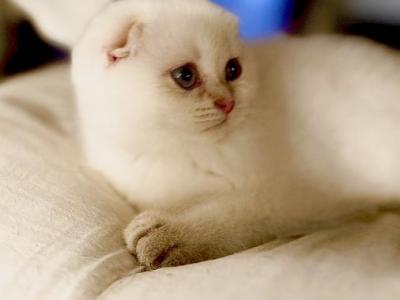 White Fold Boy - Scottish Fold - Gallery Photo #1