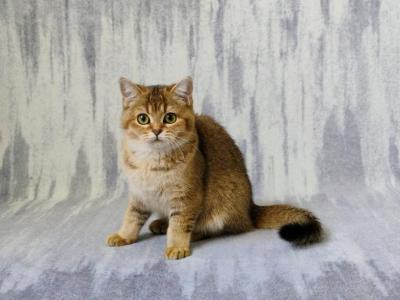 Laima - British Shorthair - Gallery Photo #1