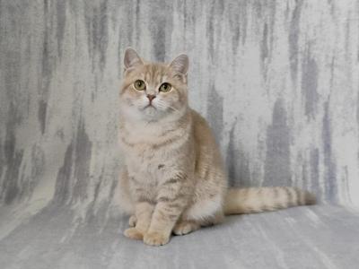 Lola - British Shorthair - Gallery Photo #1