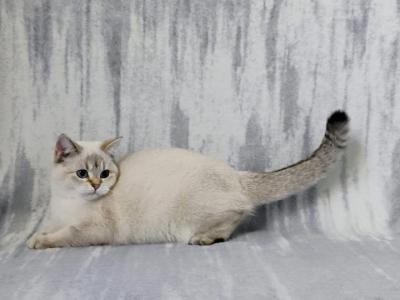 Lora - British Shorthair - Gallery Photo #1