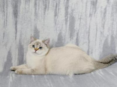 Lora - British Shorthair - Gallery Photo #1