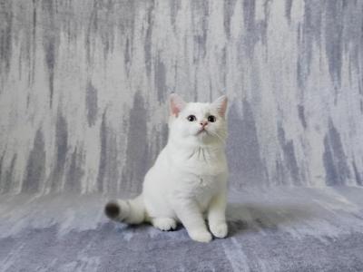 Snow - British Shorthair - Gallery Photo #1