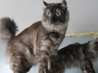 Female Adult Smoke Hybrid - Maine Coon - Gallery Photo #1