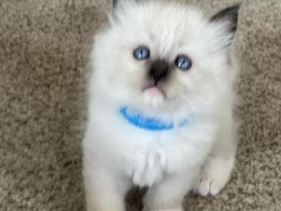 Sully - Ragdoll - Gallery Photo #1