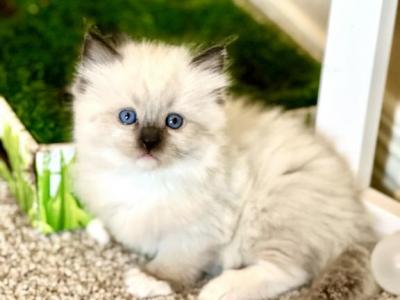 Bruno - Ragdoll - Gallery Photo #1