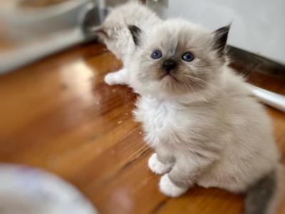 Boy Ragdoll Kitten Seal Mitted - Ragdoll - Gallery Photo #1