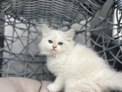 Siberian Neva Masquerade Kitten TICA Registered - Siberian - Gallery Photo #1