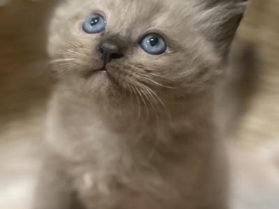 Joey - Ragdoll - Gallery Photo #1