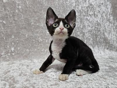 Zorro - Devon Rex - Gallery Photo #1