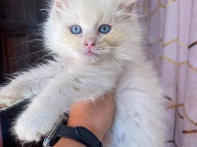 Tica Fawn Male - Ragdoll - Gallery Photo #1