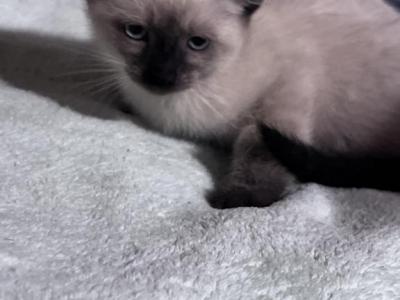 Siameses Ragdoll - Siamese - Gallery Photo #1