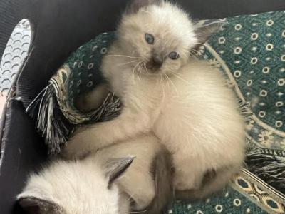 Seal Point Siamese Kittens Male And Female - Siamese - Gallery Photo #1