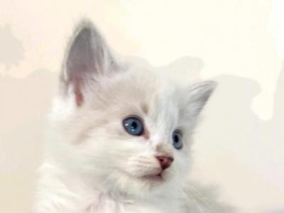 Bueatiful Ragdoll Boy Lynx - Ragdoll - Gallery Photo #1