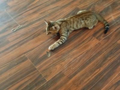 Theo - Bengal - Gallery Photo #1