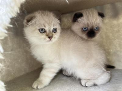 Gogo And Mochi - Scottish Fold - Gallery Photo #1