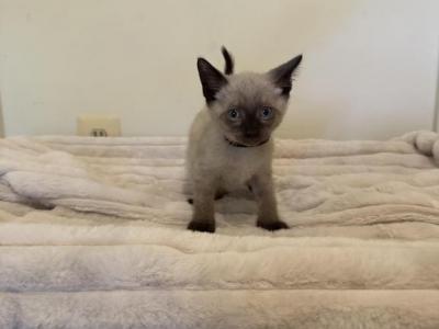 Georgie - Siamese - Gallery Photo #1