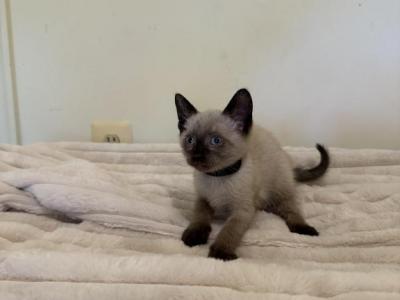 Georgie - Siamese - Gallery Photo #1