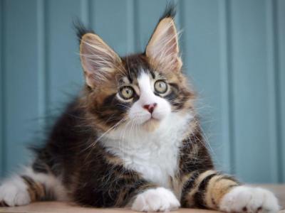 Jam - Maine Coon - Gallery Photo #1