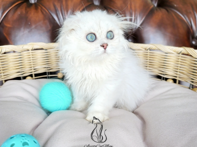 Michaell - Scottish Fold - Gallery Photo #1