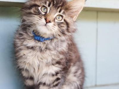 Oliver - Maine Coon - Gallery Photo #1