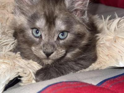 Everest - Maine Coon - Gallery Photo #1