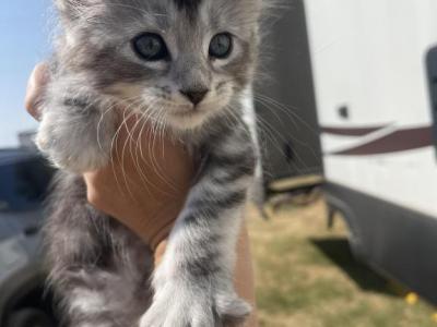 Smokey - Maine Coon - Gallery Photo #1